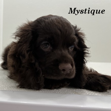 puppy, for, sale, Cocker Spaniel, Joe & Cherri  Overlease, dog, breeder, Miller, MO, dog-breeder, puppy-for-sale, forsale, nearby, find, puppyfind, locator, puppylocator, aca